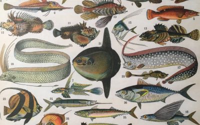 2 – L&rsquo;aquarium – Jacques Rebotier
