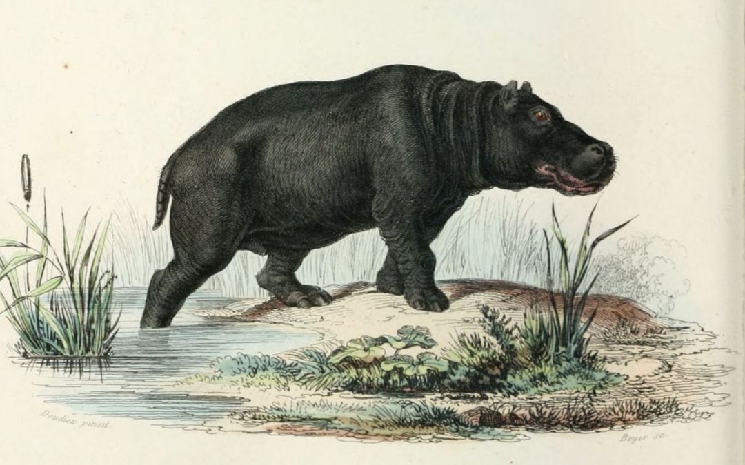 4 – L&rsquo;Hippopotame – Jacques Rebotier