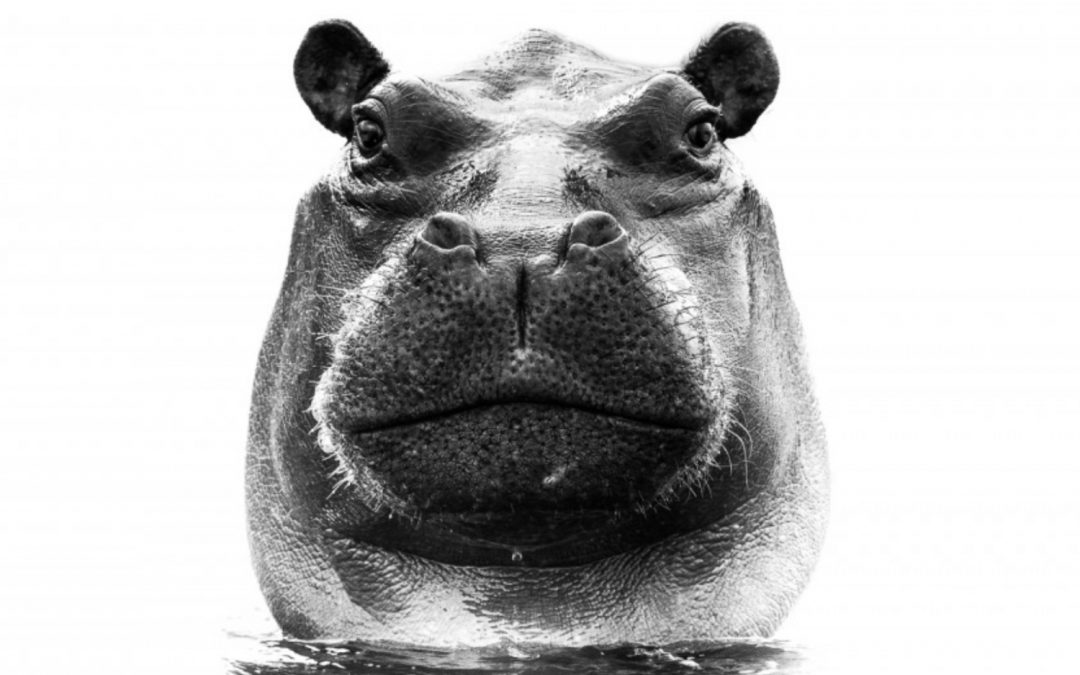 L&rsquo;Hippopotame – par le MAN